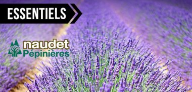vente privée LES ESSENTIELS PLANTATIONS NAUDET