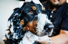 vente privée Toilettage pour chien