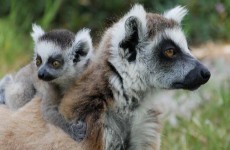 vente privée Entrée au Parc Zoologique de Fréjus