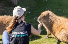 vente privée Devenir soigneur lors dune 1/2 journée au parc animalier Parrot World