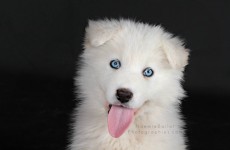 vente privée Shooting animal de compagnie