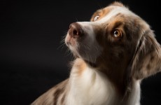 vente privée Séance photo animal de compagnie avec AMVIEW