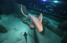 vente privée Visite nocturne à laquarium de Paris