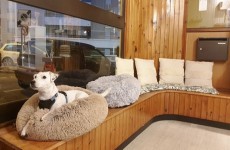 vente privée Toilettage complet pour chien au choix avec Naturedog