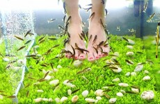 vente privée Séance de fishpedicure dès 15€