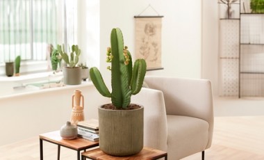 vente privée Plante Cowboy cactus pour décoration intérieure : 1 / Avec pot de 18 cm