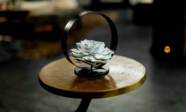 vente privée Succulent sans racines décoration verte élégante