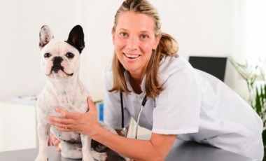 vente privée Formation Assistant Vétérinaire avec Holly and Hugo