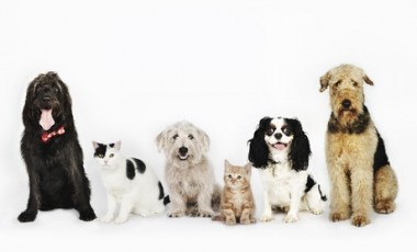 vente privée Shooting photo avec animal de compagnie