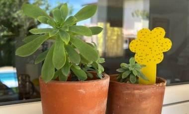 vente privée 2 ou 4 lots de 30 pièges à insectes pour plantes : 4