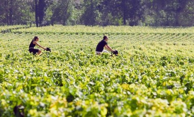 vente privée Balade Vino Vélo avec visite du Château Belloy et dégustation de vins - en duo